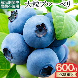【ふるさと納税】【2026年先行予約】美馬の 大粒 ブルーベリー （ 計600g ）＜ とくしま特選ブランド ＞《2026年6月上旬‐2026年9月上旬より出荷》| ブルーベリー 大粒 国産 果物 果実 フルーツ 手摘み ベリー 新鮮 化粧箱入り ギフト 青果物 徳島県 美馬市