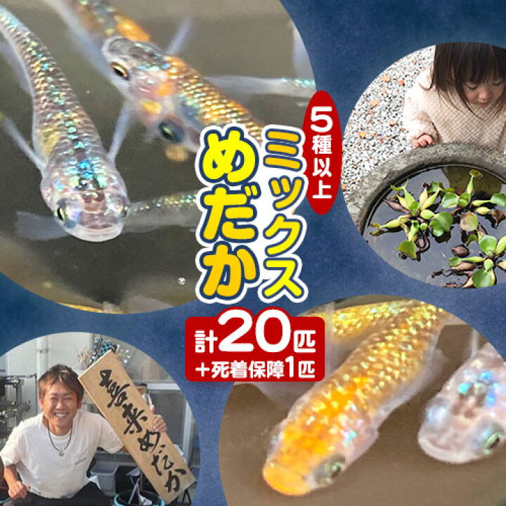 楽天市場】【ふるさと納税】ミックス めだか 5種以上 計20匹 + 死着 