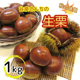 【ふるさと納税】【数量限定】谷泉さんちの生栗1kg《10月中旬-10月末頃発送》