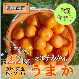 【ふるさと納税】2箱セット　丹精込めて育てました！マルチみかん「うまか」《11月中旬-12月末頃に出荷予定(土日祝除く)》【配送不可地域あり】※離島　みかん ミカン 蜜柑 早生 柑橘 佐那河内 徳島県 箱入り 化粧箱 S M L フルーツ 果物 くだもの 贈答 進物]