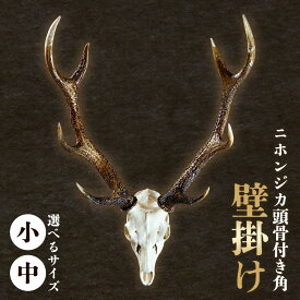 【ふるさと納税】ニホンジカ頭骨付き角　壁掛け 小 中【配送不可地域あり】※離島 上野浩嗣《90日以内に出荷予定(土日祝除く)》| インテリア 鹿 角 つの オブジェ 飾り インテリア 装飾 徳島県 佐那河内村