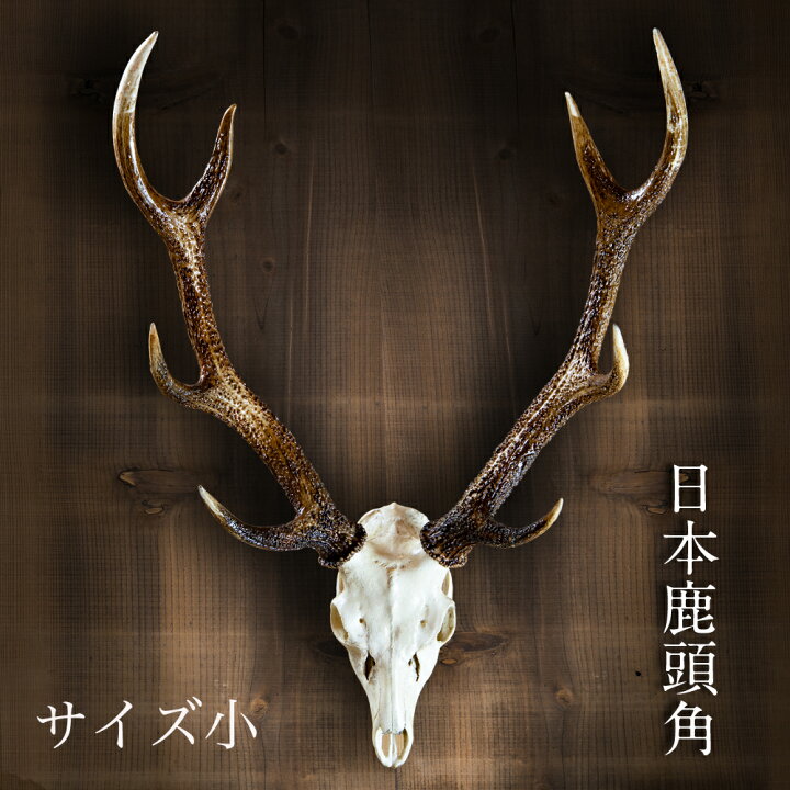 信頼 ニホンジカの頭骨 その他