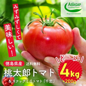 【ふるさと納税】009-101 桃太郎トマト 4kg スナックミニトマト千恋 200g※2023年11月中旬～2024年6月上旬頃に順次発送予定※離島への配送不可※着日指定不可