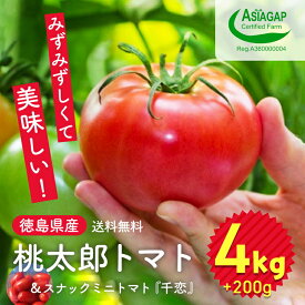 【ふるさと納税】009-101 桃太郎トマト 4kg スナックミニトマト千恋 200g ※2023年11月中旬～2024年6月中旬頃に順次発送予定 ※離島への配送不可