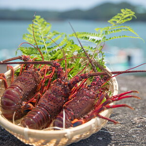 ふるさと納税 伊勢海老の人気商品 通販 価格比較 価格 Com