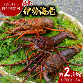 【ふるさと納税】 伊勢海老 特大 約2.1kg 約700g×3尾 伊勢えび 伊勢エビ いせえび イセエビ 海老 えび エビ 海鮮 海産物 海の幸 おせち 高級 国産 海鮮 ギフト 【年内配送／要配送日指定】