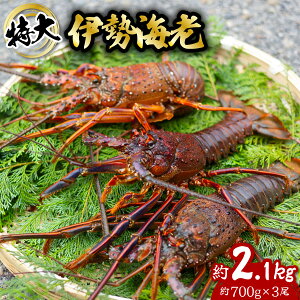 yӂ邳Ɣ[Łz ɐCV  2.1kg 700g×3 ɐ ɐGr  CZGr CV  Gr CN CY C̍K   Y CN Mtg yNz^vzwz