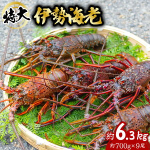 yӂ邳Ɣ[Łz ɐCV  6.3kg 700g×9 ɐ ɐGr  CZGr CV  Gr CN CY C̍K   Y CN Mtg yNz^vzwz