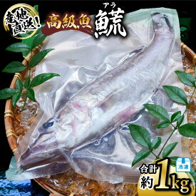 【ふるさと納税】 アラ 約1kg 産地直送 冷凍 下処理済 あら 𩺊 高級魚 水揚げ時重量約1kg 下処理後約900g