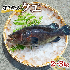 【ふるさと納税】クエ 活き締め 2～3kg 本クエ くえ アラ 鮮魚 クエ鍋 高級 高級魚 産地直送 冷蔵 養殖 国産 九絵