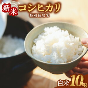 yӂ邳Ɣ[ŁzRVqJ ʍ͔|  5kg