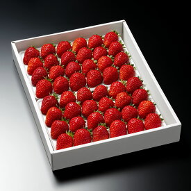 【ふるさと納税】おいしさを研究したいちご「 さちのか 」約1kg（40粒または48粒） 登録商標：MINOMI STRAWBERRY 《2026年1月中旬頃〜2026年4月下旬頃出荷》