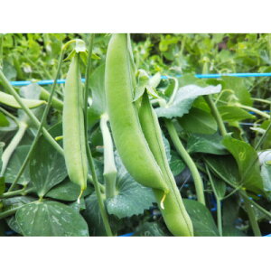 【ふるさと納税】農家人が選んでお届けする「にし阿波の旬野菜詰合せ」 4〜5品【配送不可地域:離島】【1432165】