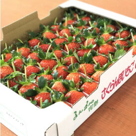 【ふるさと納税】1度試したら2度食べたくなるイチゴ「アスカルビー(2L以上)」【配送不可地域：離島】【1520022】