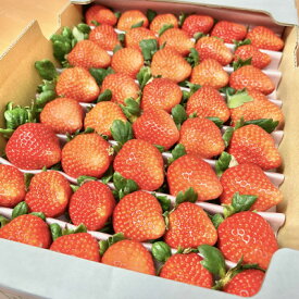 【ふるさと納税】【恋みのり】毎年一番人気!サイズお任せ不揃いイチゴ!【配送不可地域：離島】【1574450】