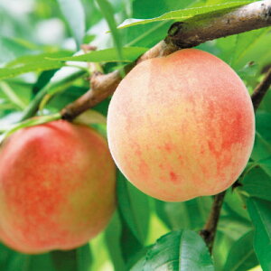 yӂ邳Ɣ[Łzʂ]t[cu(PEni)v6.4kg yߘa8N7zyzsnFzy1609812z