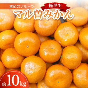 【ふるさと納税】季節のフルーツ「マル曽みかん(極早生)」約10kg【令和8年9〜10月発送】【配送不可地域:離島】【1609820】