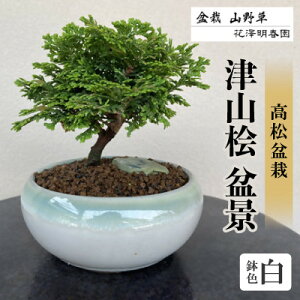 【ふるさと納税】津山桧 盆景 〈白鉢〉【1610961】