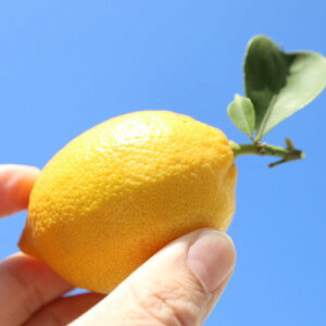 yӂ邳Ɣ[ŁzIn@2kg(10`20)yzsnFzy1680208z