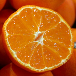 yӂ邳Ɣ[Łzg݂@2kg(20`30)yzsnFzy1680215z