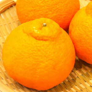 yӂ邳Ɣ[ŁznEXsm(ӊ)2kg(7`9)yzsnFzy1680221z