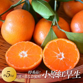 【ふるさと納税】【2026年11月中旬より順次発送】特秀品！真っ赤なお蜜柑「小原紅早生」約5kg｜果物 くだもの フルーツ 柑橘 みかん 小原紅早生 濃厚 甘い ミカン 人気 おすすめ 先行予約 香川 高松 | フルーツ 果物 くだもの 食品 人気 おすすめ 送料無料