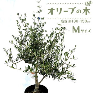 yӂ邳Ɣ[ŁzI[u̖؁@MTCY@130`150cm | A vg c؁@I[u̖