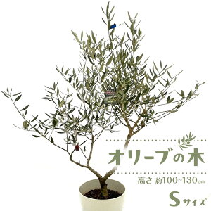 �y�ӂ邳�Ɣ[�Łz�I���[�u�̖؁@S�T�C�Y�@������100�`130cm | �A�� �v�����g �c�؁@�I���[�u�̖�