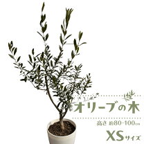 楽天市場】オリーブの木 100cmの通販