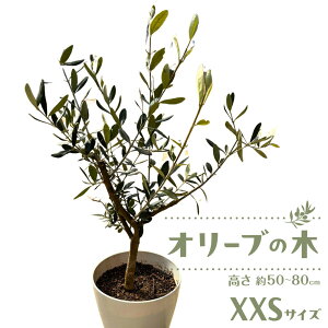 �y�ӂ邳�Ɣ[�Łz�I���[�u�̖؁@XXS�T�C�Y�@������50�`80cm | �A�� �v�����g �c�؁@�I���[�u�̖�