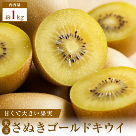 【ふるさと納税】【数量限定500セット】超大玉さぬきゴールドキウイ　約1kg【2026年10月9日～2027年1月15日の間にお届け】
