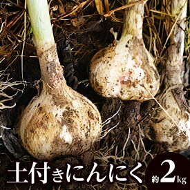 【ふるさと納税】期間限定 土付きにんにく 約2kg 国産 にんにく 野菜 肉厚 濃厚 土付き 新鮮 産地直送 鮮度抜群 風味抜群 旬 旬の野菜 季節の野菜 季節 農作物 農産物 生鮮食品 お取り寄せ おすそ分け 自宅用 家庭用 高松市産 瀬戸内 香川県 高松市 生にんにく 送料無料