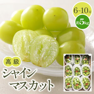 �y�ӂ邳�Ɣ[�Łz���� �V���C���}�X�J�b�g ��5kg�y2026-7�����{�`2026-8�����{�z���z | �}�X�J�b�g �ʕ� �t���[�c �Ԃǂ�