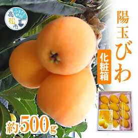 【ふるさと納税】 陽玉びわ びわ 化粧箱 約500g 琵琶 大きい 果汁 たっぷり 果肉 みずみずしい 貴重 品種 ギフト プレゼント 贈り物 果物 フルーツ 瀬戸内 香川県 高松市 送料無料