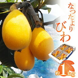 【ふるさと納税】なつたよりびわ　約1kg (約250g×4パック)【2027-5月中旬～2027-6月中旬配送】 | 新品種 大玉 果物 フルーツ スイーツ 果汁 柔らかい みずみずしい 贈り物 贈答 自宅用 家庭用 おやつ デザート お取り寄せ グルメ お取り寄せグルメ 高松市産