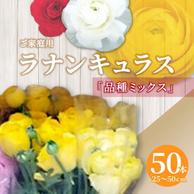 【ふるさと納税】ご家庭用 ラナンキュラス品種ミックス 50本(長さ25～50cm)【2026-1月中旬～2026-3月下旬配送】 | 花 観賞用 上品 オリジナル品種 おかませ てまり 華やか フラワー 日持ちが良い 自宅用 家庭用 玄関 香川県 高松市