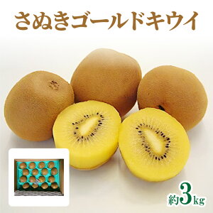 yӂ邳Ɣ[ŁzʂS[hLEC@3kgy2025-10{`2026-1{zz | ϔ LEC Â 傫 ʕ t[c fU[g XC[c Yn Mtg 蕨 p v[