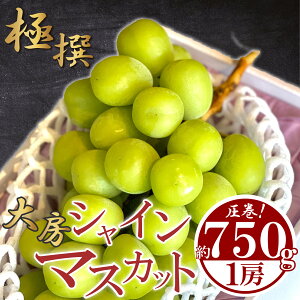 yӂ邳Ɣ[Łz s\ [ VC}XJbg 1[ 750g  [ }XJbg Ԃǂ  uhE t[c ʕ  ӂ邳Ɣ[ŃVC}XJbg ӂ邳Ɣ[łԂǂ 