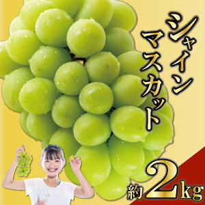 yӂ邳Ɣ[Łz s\ VC}XJbg 2kg (2-5[) Ԃǂ  uhE t[c ʕ  ʎ t[c { fU[g ACX V[xbg WF[g ӂ邳Ɣ[ [[ W
