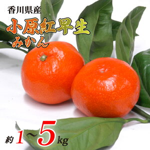 yӂ邳Ɣ[Łz ys\z g݂ Iׂ 1kg~5kg 퉷 s\ ݂  ʕ t[c 쌧 ۋTs 11甭
