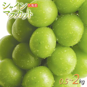 yӂ邳Ɣ[Łz s\ VC}XJbg Iׂe 500g ~ 2kg ʏ픠 ϔ 󂠂 ① ӂ邳Ɣ[ŃVC}XJbg ӂ邳Ɣ[Ŗ󂠂 ӂ邳Ɣ[łԂǂ Ԃǂ }XJb