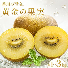 【ふるさと納税】 【2026年10月下旬～】 キウイ さぬきゴールドキウイ 選べる 1kg 2kg 3kg ゴールドキウイ キウイフルーツ 果物 フルーツ くだもの ゴールド 旬 ドライフルーツ 朝食 おやつ デザート 季節 先行予約 香川県 丸亀市