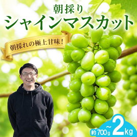 【ふるさと納税】 2027年発送 早期予約 朝採りシャインマスカット 1房から4房 約700gから約2kg 名峰讃岐富士育ち 煌めきの果実 マスカット シャインマスカット ぶどう 葡萄 ブドウ フルーツ 果物 くだもの 果実 フルーツ 旬 旬の果物 デザート スイーツ 人気果物 人気