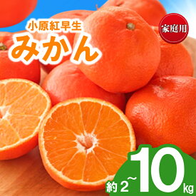 【ふるさと納税】 先行予約 みかん 蜜柑 約2kg 3kg 5kg 10kg 小原紅早生 小原紅早生みかん 柑橘 オレンジ 果物 フルーツ 果実 旬 家庭用 11月下旬～12月下旬 配送 香川県 丸亀市