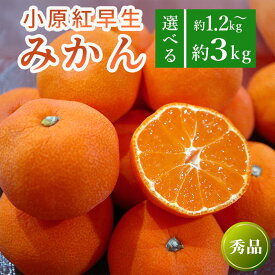 【ふるさと納税】 先行予約 小原紅早生みかん 選べる容量 約1.2kg 約3kg 果物 フルーツ みかん 蜜柑 紅みかん 柑橘 温州みかん デザート スイーツ ケーキ ジュース ゼリー アイス シャーベット ジェラート フルーツ大福 ギフト 家庭用 香川県 丸亀市 マミィギフト