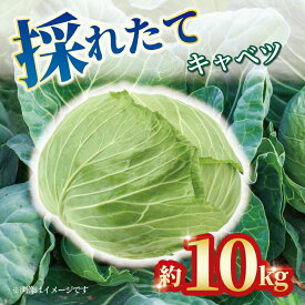 【ふるさと納税】 キャベツ 約10kg 4玉 ～ 8玉 野菜 新鮮 サラダ 千切り 旬 お好み焼き ロールキャベツ スープ 野菜炒め 浅漬け 味噌汁 回鍋肉 常備菜 春キャベツ 冬キャベツ グリーンキャベツ 香川県 丸亀市