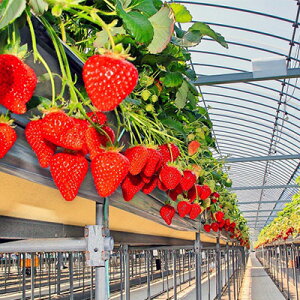 yӂ邳Ɣ[Łz ys\z  2 × 4pbN Hה Zbg gق ʂЂ lߍ킹 t[c ʕ { {̃t[cZbg G߂̃t[c fU[g  {̉ʕ G