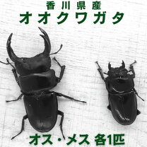楽天市場】オオクワガタ 佐賀の通販