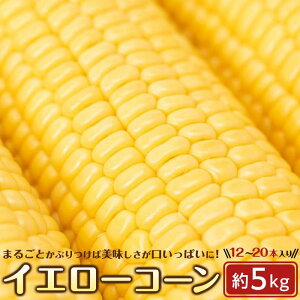yӂ邳Ɣ[Łz2026N6{ȍ~Es\񁄂Ƃ낱 CG[R[ 4.5kg ( 12 ` 20{ ) |  ₳ Hi lC  