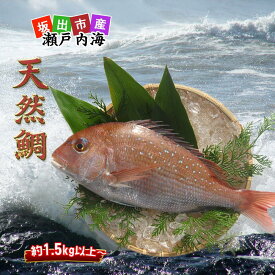 【ふるさと納税】≪瀬戸内海産≫朝1番水揚げされた天然真鯛を直送致します。［大サイズ］ | 香川県 坂出市 香川 四国 楽天ふるさと 納税 返礼品 支援 お取り寄せグルメ 取り寄せ グルメ 食品 真鯛 鯛 たい タイ マダイ 産地直送 産直 魚介類 海の幸 魚 海産物